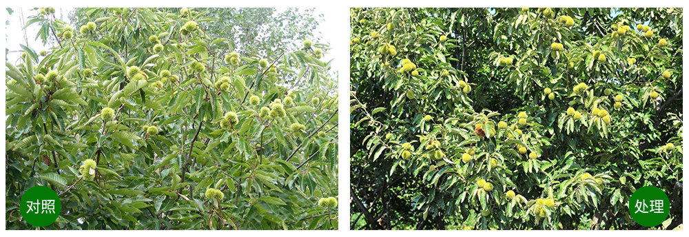 bobty体育生物“海藻+氮磷钾+腐植酸”让果树旺起来